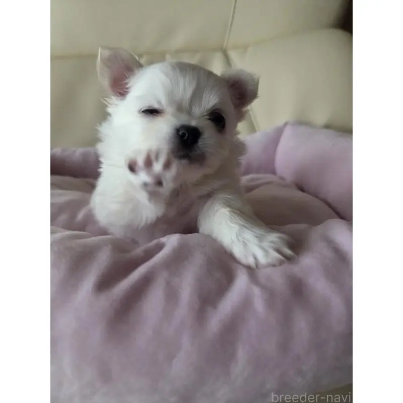 販売中の愛知県のチワワ(ロングコート)-452255の3枚目