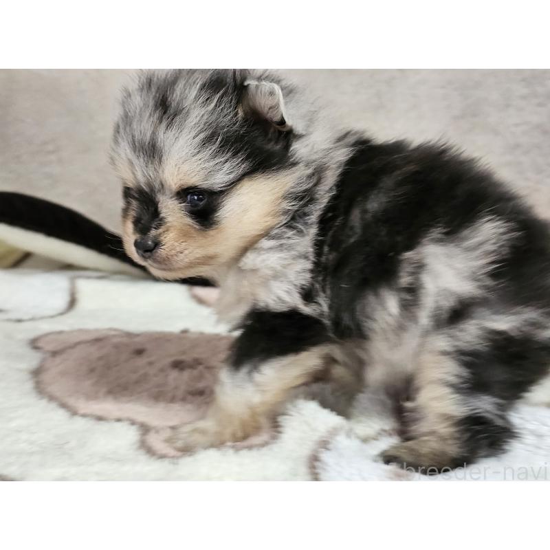 販売中の愛知県のポメラニアン-452254の6枚目