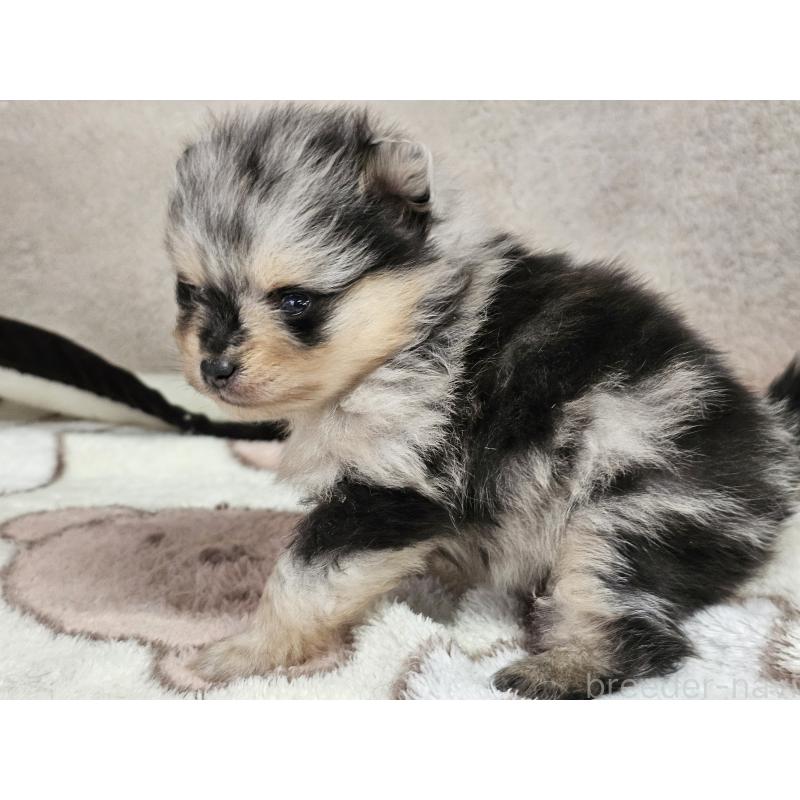 販売中の愛知県のポメラニアン-452254の5枚目