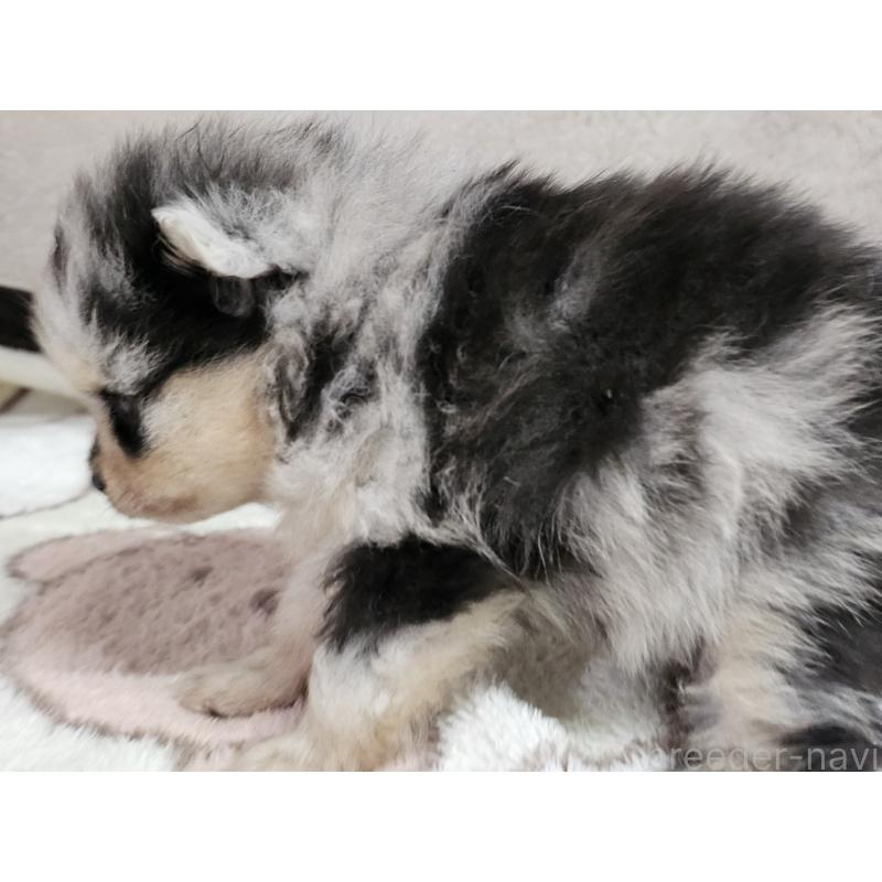 販売中の愛知県のポメラニアン-452254の4枚目