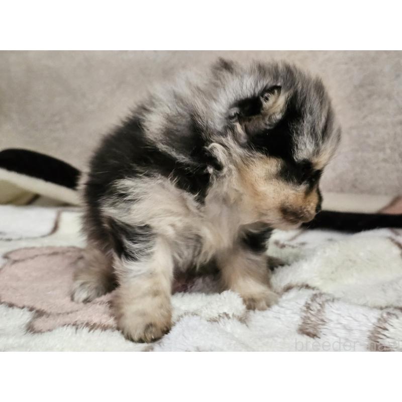 販売中の愛知県のポメラニアン-452254の2枚目