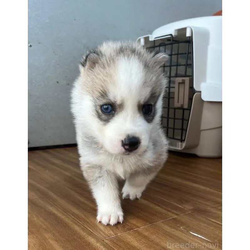 販売中の青森県のシベリアンハスキー-452286の7枚目