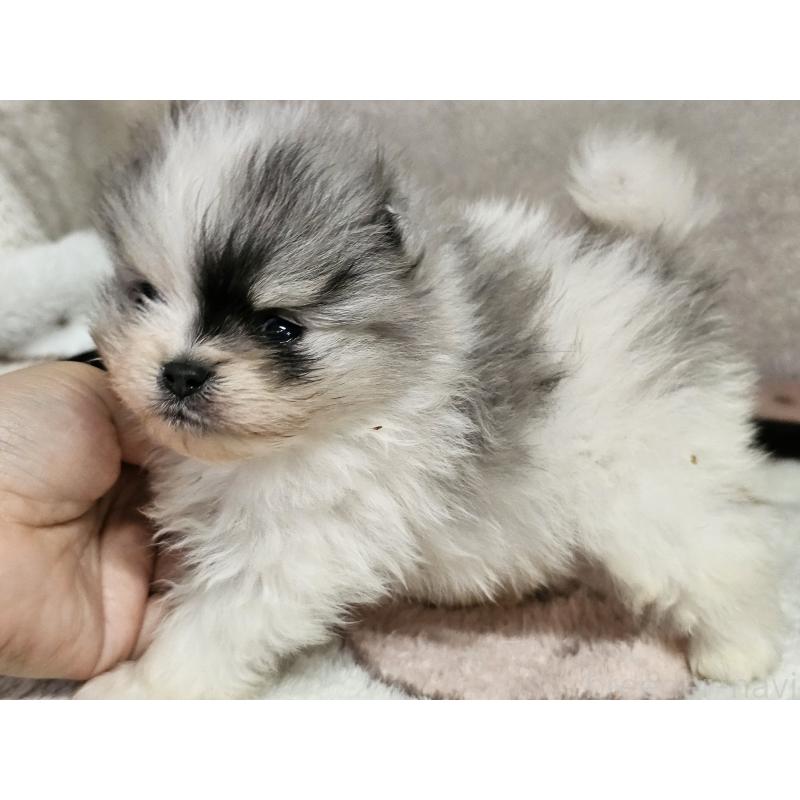 販売中の愛知県のポメラニアン-452256の6枚目