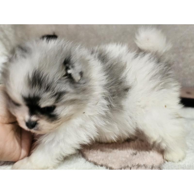 販売中の愛知県のポメラニアン-452256の5枚目