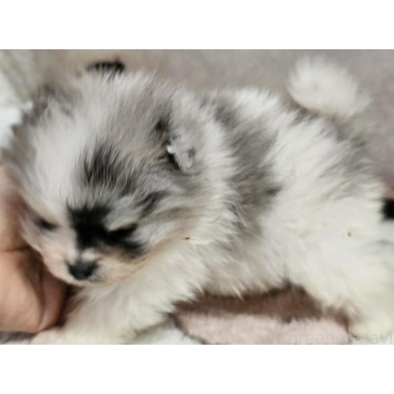 販売中の愛知県のポメラニアン-452256の4枚目