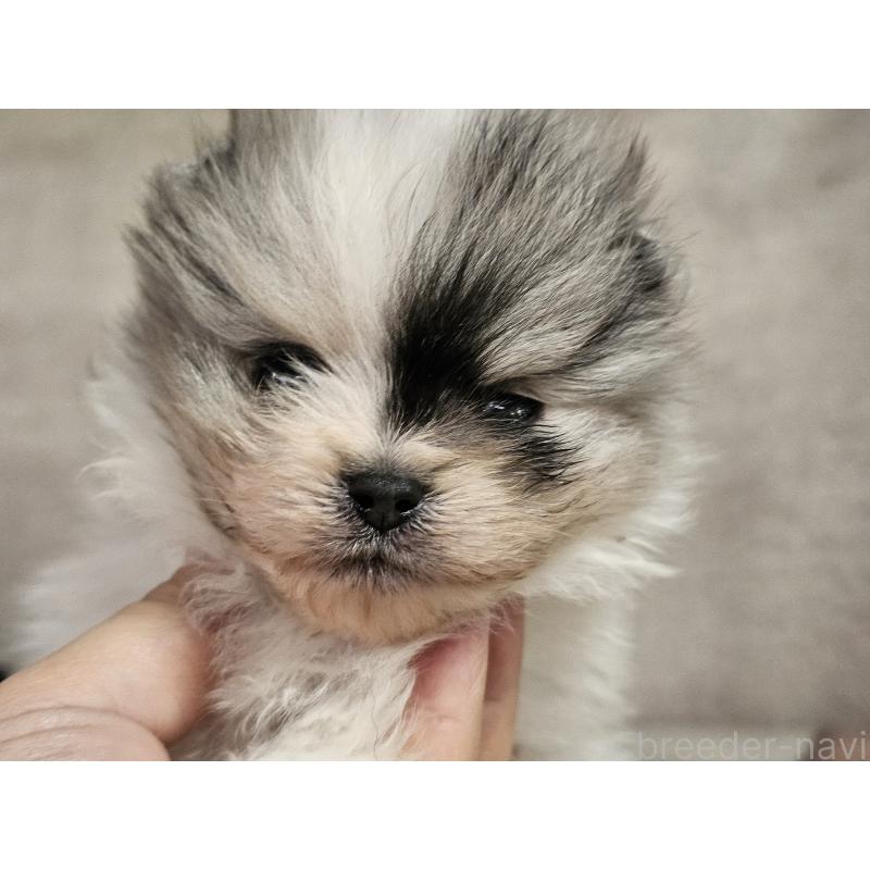 販売中の愛知県のポメラニアン-452256の3枚目
