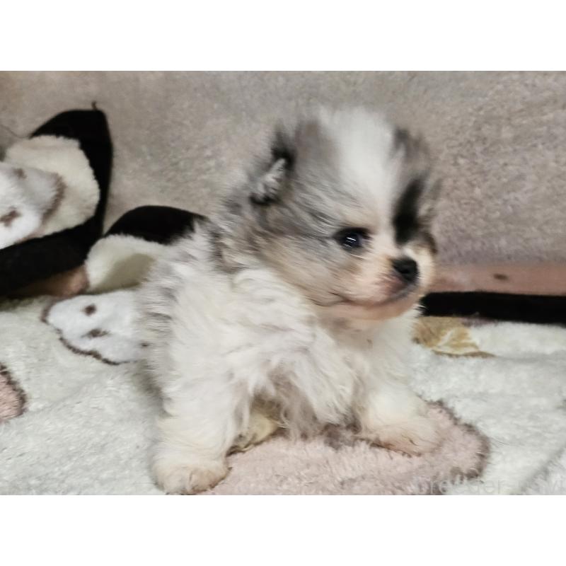 販売中の愛知県のポメラニアン-452256の2枚目