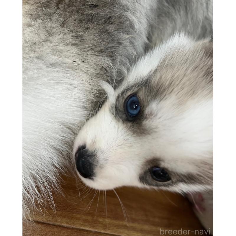 販売中の青森県のシベリアンハスキー-452286の6枚目