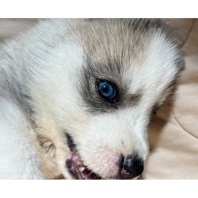 販売中の青森県のシベリアンハスキー-452286の4枚目