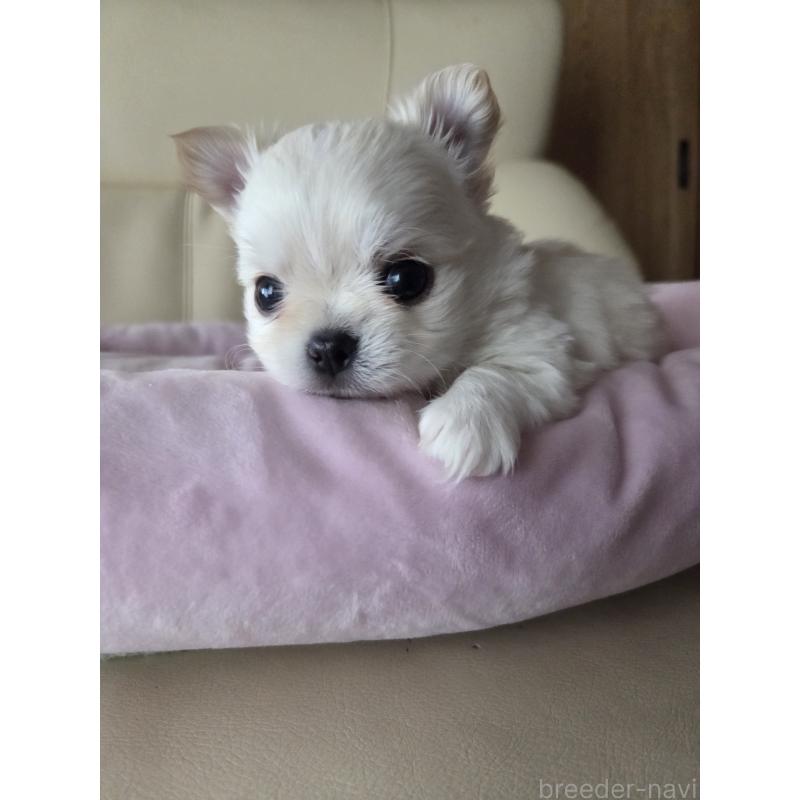 販売中の愛知県のチワワ(ロングコート)-452259の2枚目