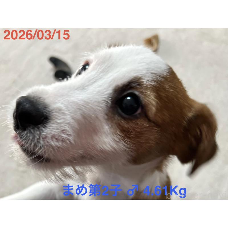 販売中の岡山県のジャックラッセルテリア-432751の3枚目