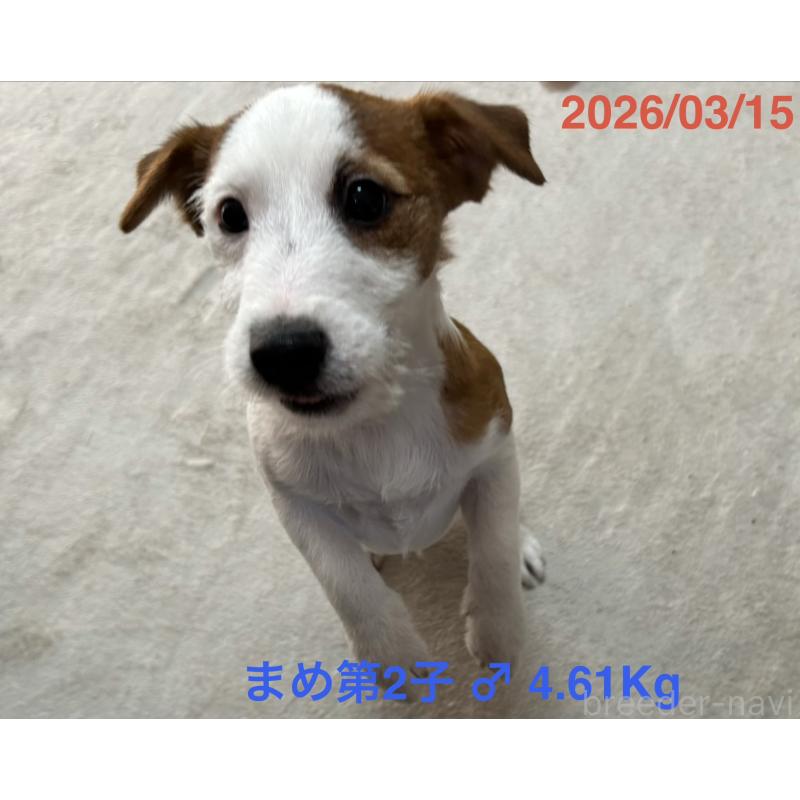 販売中の岡山県のジャックラッセルテリア-432751の2枚目