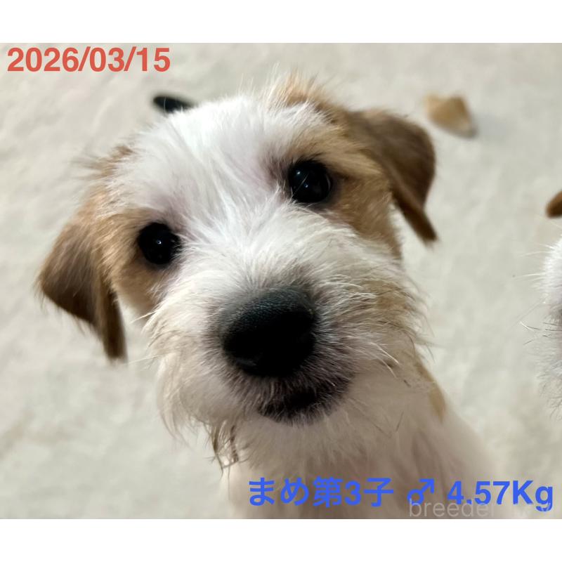 販売中の岡山県のジャックラッセルテリア-432750の3枚目