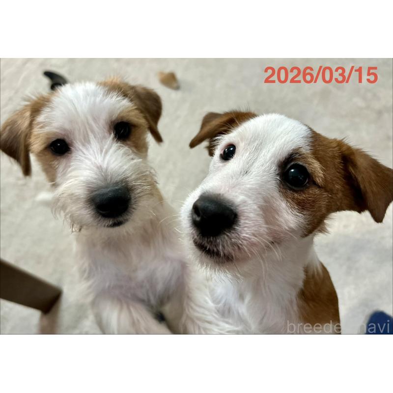 販売中の岡山県のジャックラッセルテリア-432750の2枚目