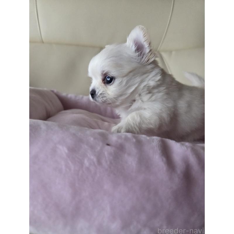 販売中の愛知県のチワワ(ロングコート)-452261の3枚目