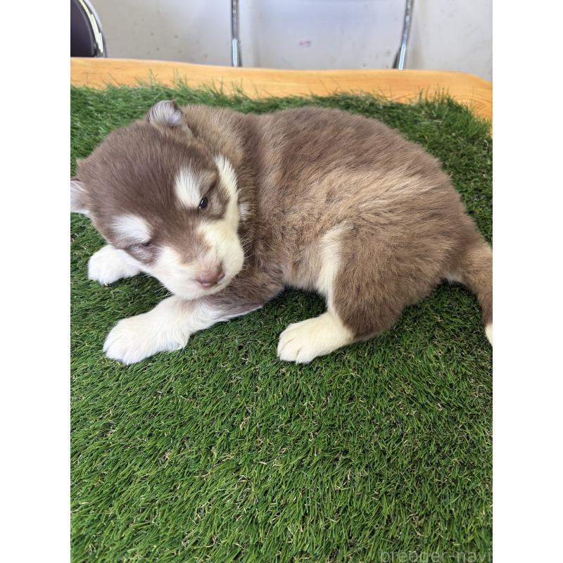 販売中の埼玉県のアラスカンマラミュート-452266の3枚目