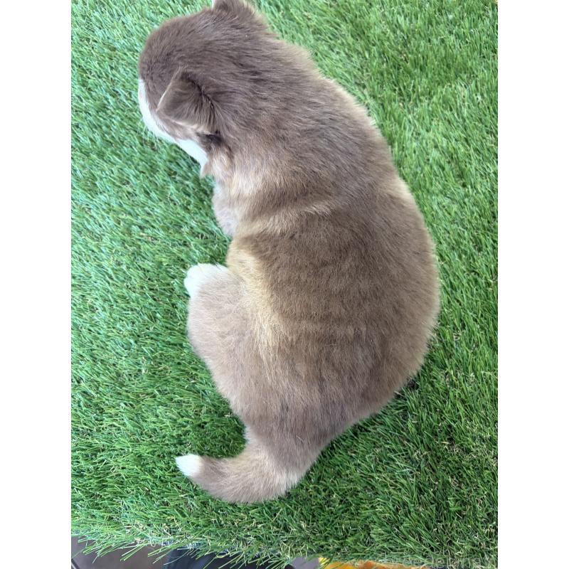 販売中の埼玉県のアラスカンマラミュート-452266の2枚目