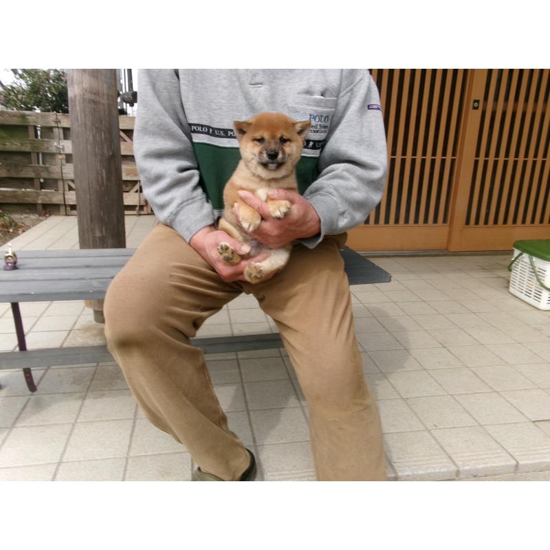 販売中の佐賀県の豆柴-452053の4枚目