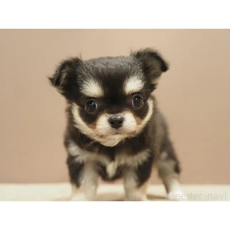 販売中の愛知県のチワワ(ロングコート)-452265の9枚目