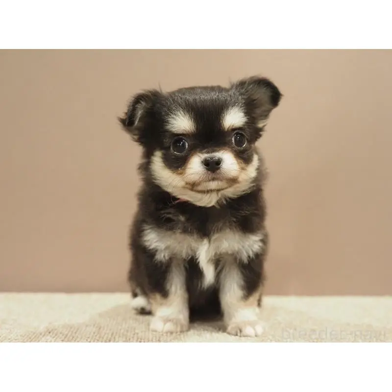 販売中の愛知県のチワワ(ロングコート)-452265の7枚目