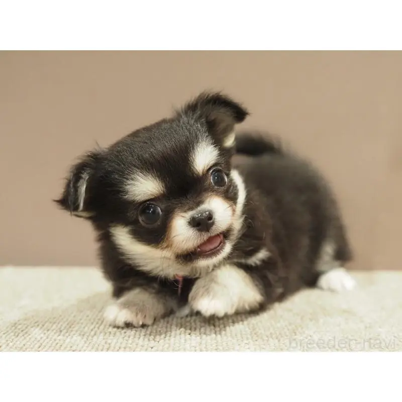 販売中の愛知県のチワワ(ロングコート)-452265の6枚目