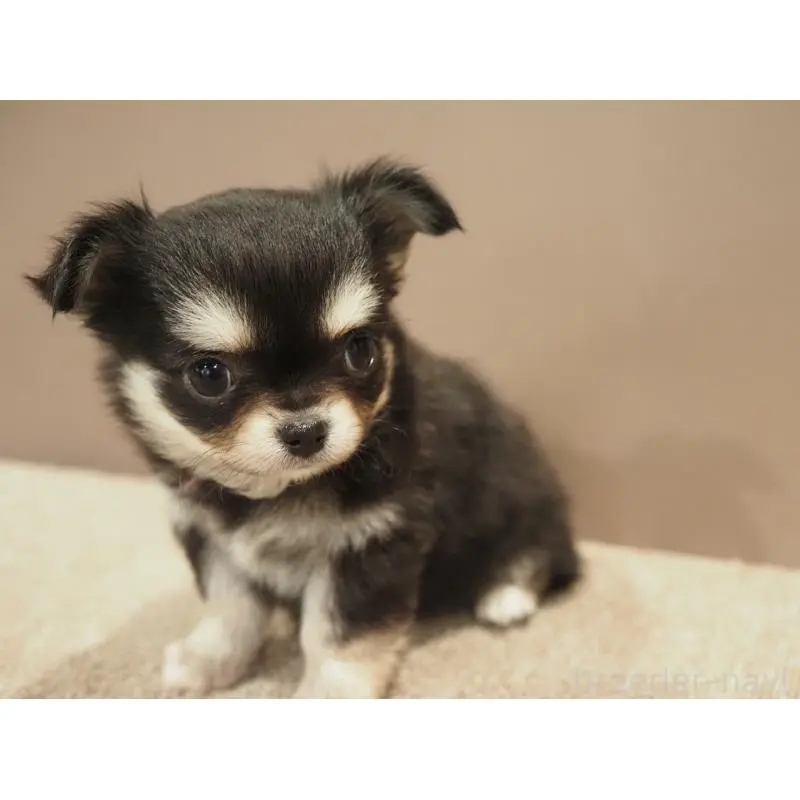 販売中の愛知県のチワワ(ロングコート)-452265の4枚目