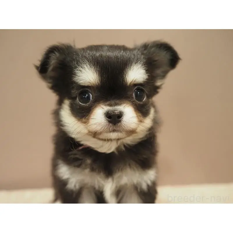 販売中の愛知県のチワワ(ロングコート)-452265の3枚目