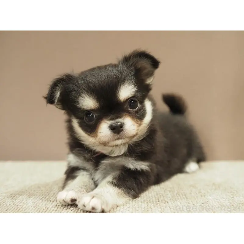 販売中の愛知県のチワワ(ロングコート)-452265の2枚目