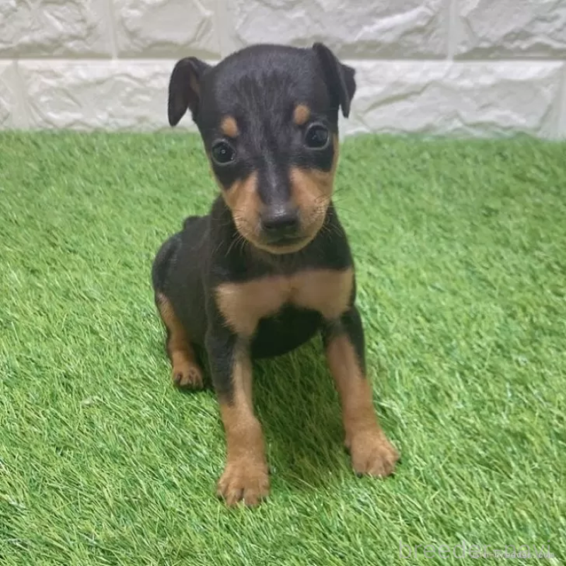 販売中の愛知県のミニチュアピンシャー(ミニピン)-450142