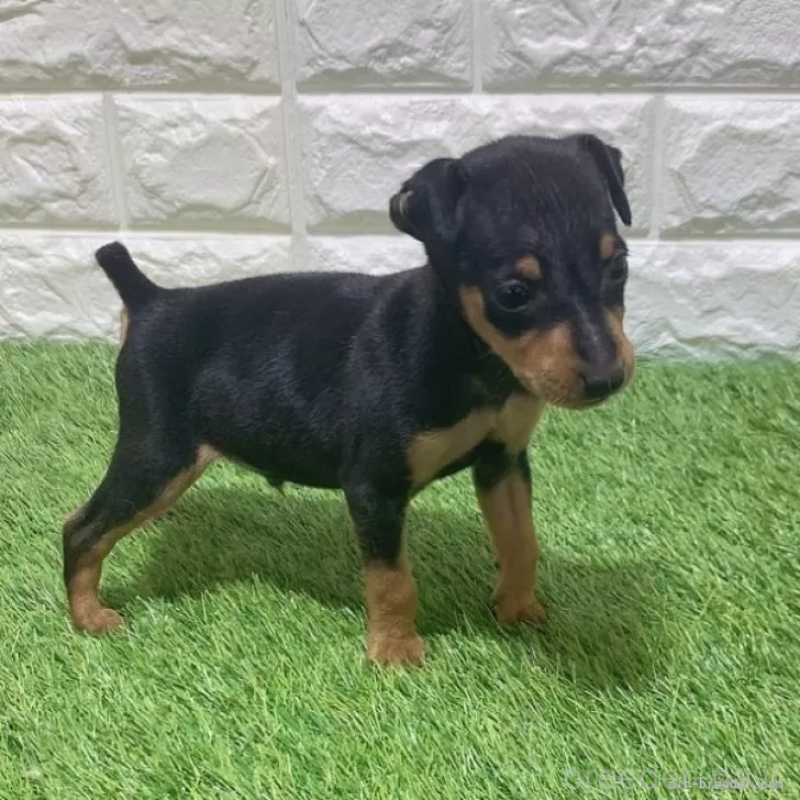 販売中の愛知県のミニチュアピンシャー(ミニピン)-450142の5枚目