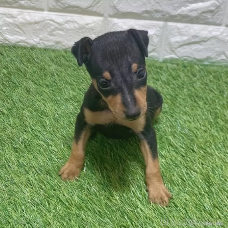 販売中の愛知県のミニチュアピンシャー(ミニピン)-450142の3枚目