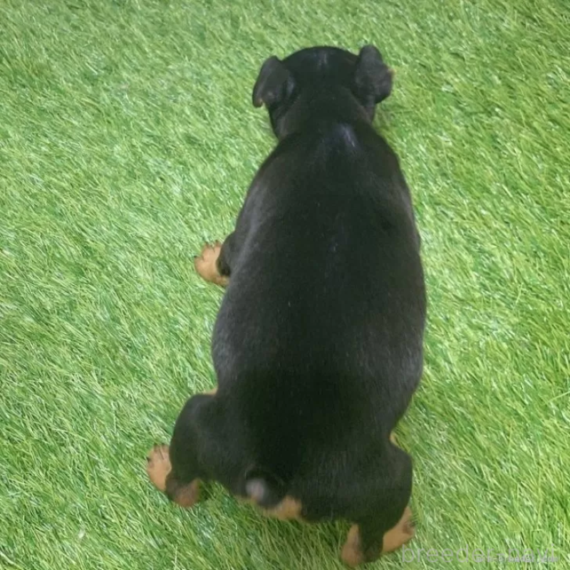 販売中の愛知県のミニチュアピンシャー(ミニピン)-450142の2枚目