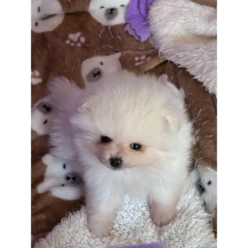 販売中の千葉県のポメラニアン-452268の2枚目