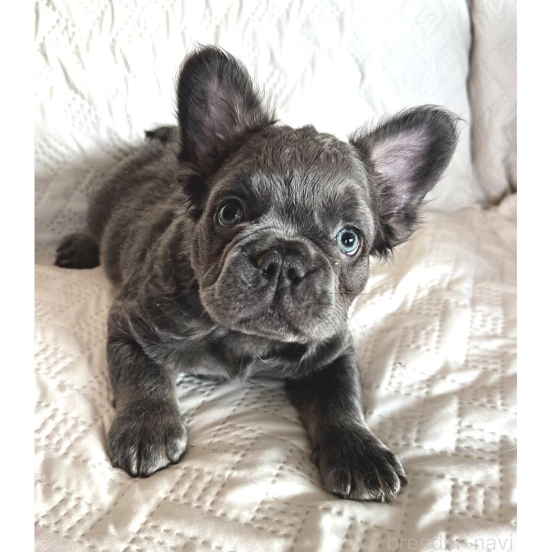 販売中の島根県のフレンチブルドッグ-452270の3枚目