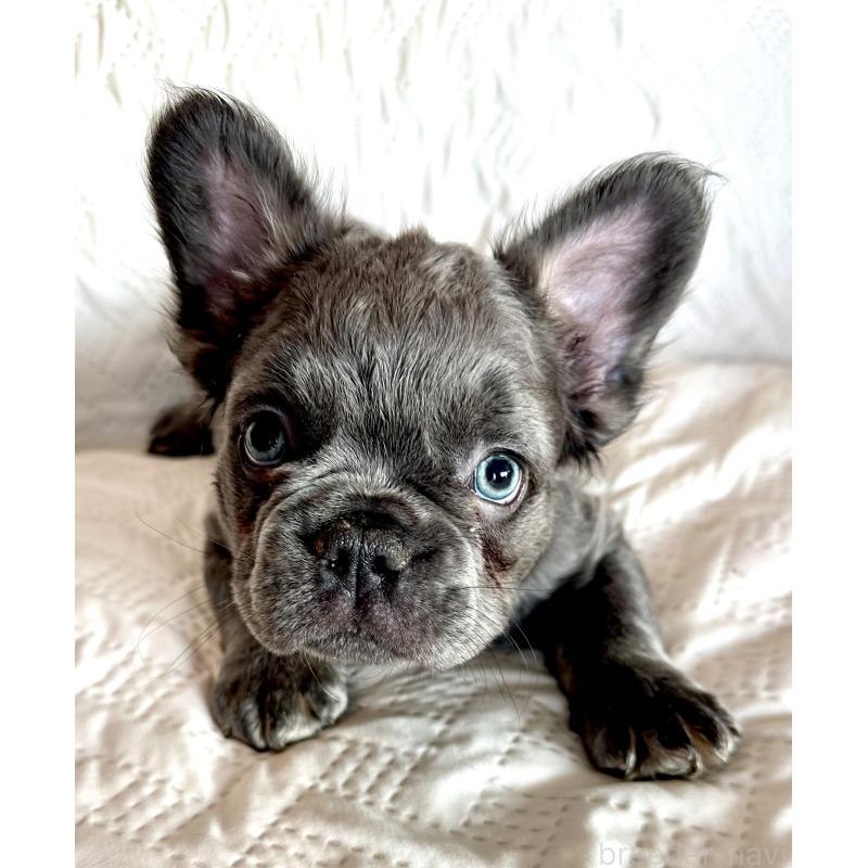 販売中の島根県のフレンチブルドッグ-452270