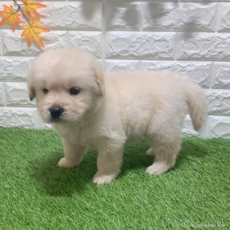 販売中の愛知県のゴールデンレトリーバー-451306