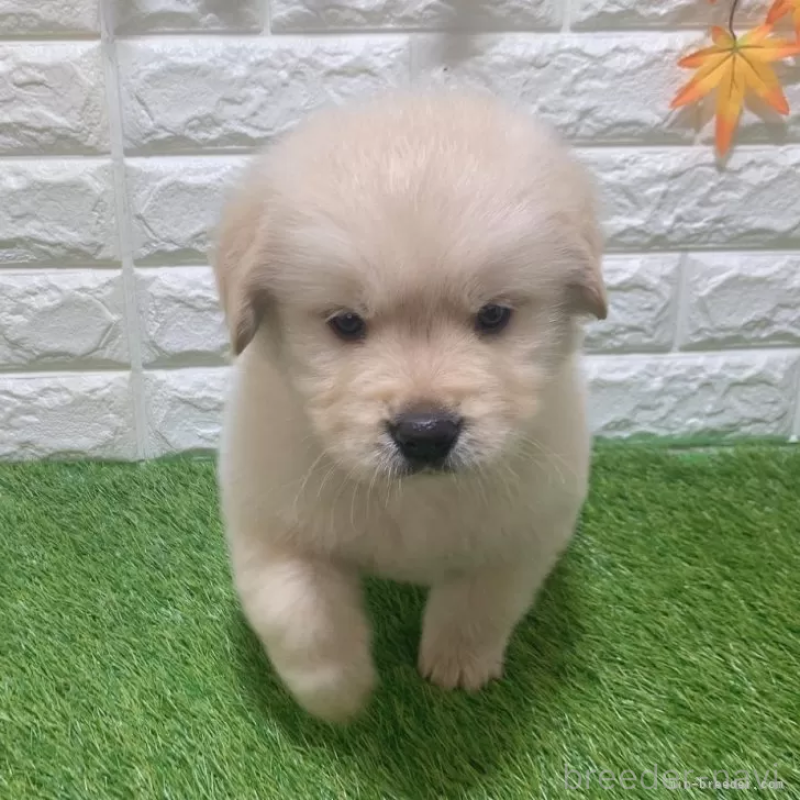 販売中の愛知県のゴールデンレトリーバー-451306の5枚目