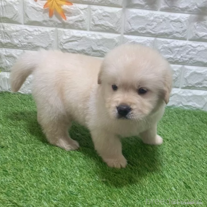 販売中の愛知県のゴールデンレトリーバー-451306の4枚目