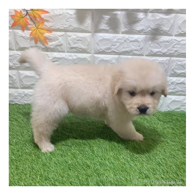 販売中の愛知県のゴールデンレトリーバー-451306の3枚目