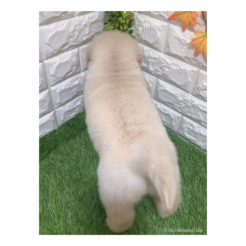 販売中の愛知県のゴールデンレトリーバー-451306の2枚目