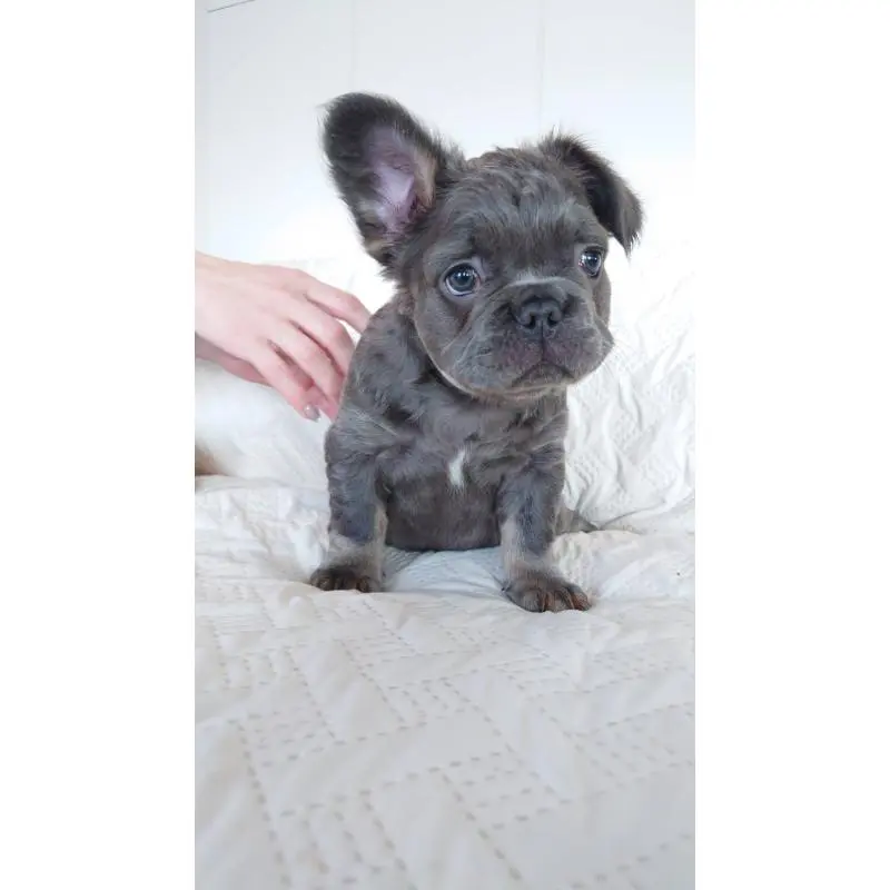 販売中の島根県のフレンチブルドッグ-452274の4枚目