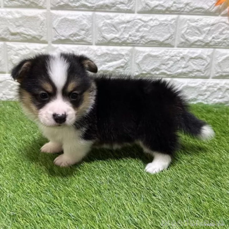 販売中の愛知県のウェルシュコーギーペンブローク-451279の4枚目