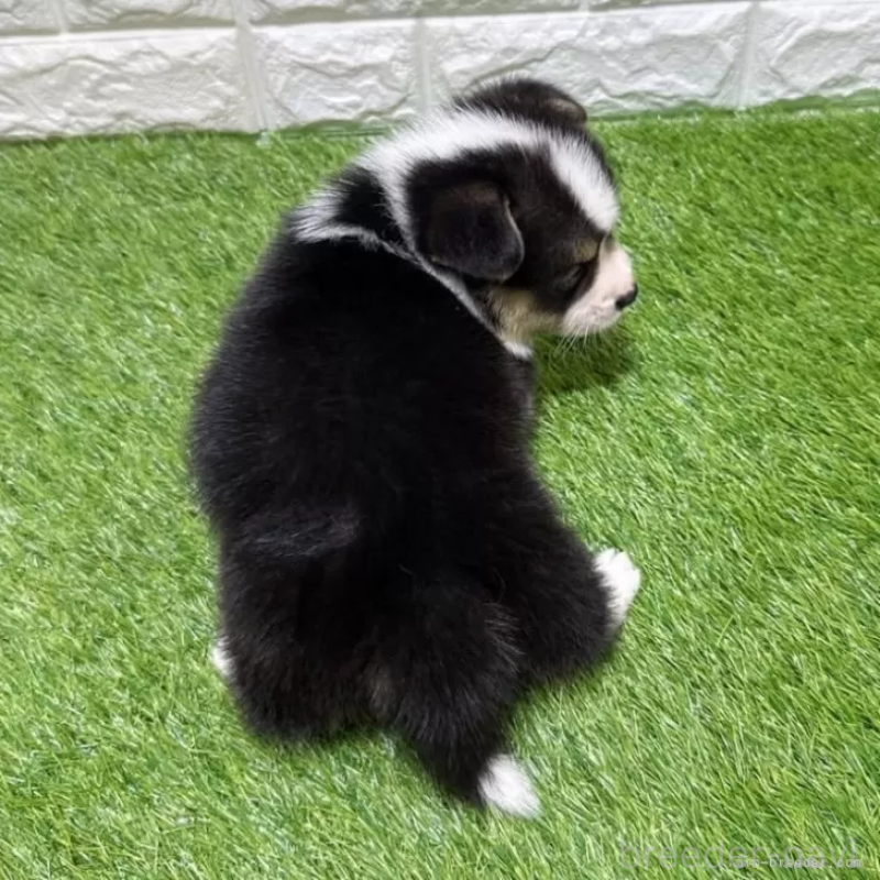 販売中の愛知県のウェルシュコーギーペンブローク-451279の2枚目