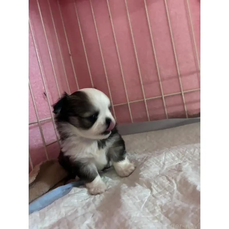 販売中の千葉県のチワワ(ロングコート)-452277の2枚目