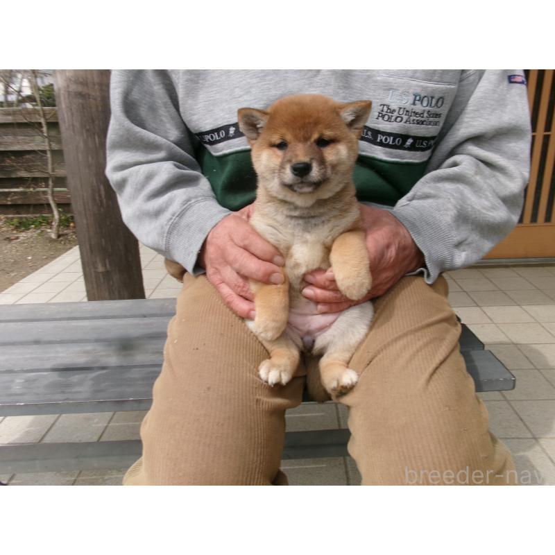 販売中の佐賀県の豆柴-452050の3枚目