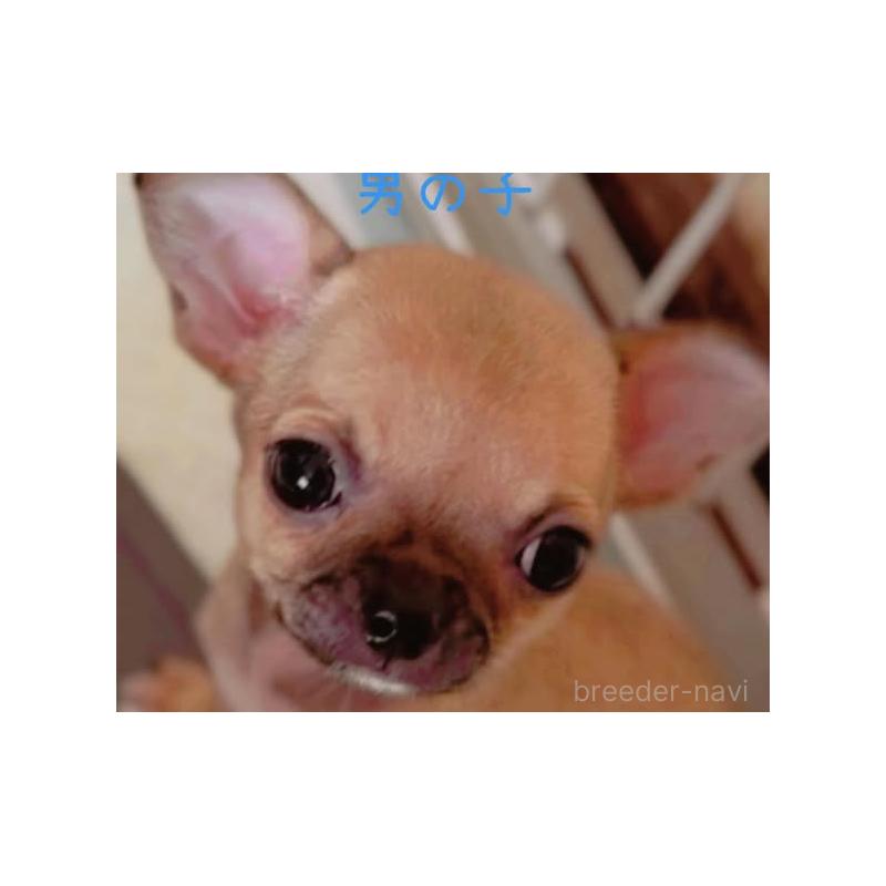 販売中の静岡県のチワワ(スムースコート)-452281