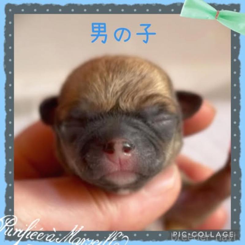 販売中の静岡県のチワワ(スムースコート)-452281の7枚目