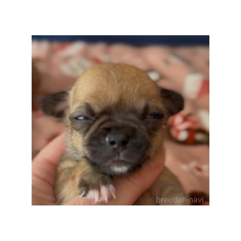 販売中の静岡県のチワワ(スムースコート)-452281の5枚目