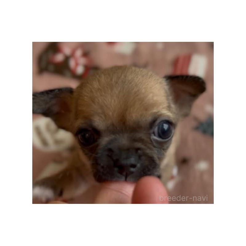 販売中の静岡県のチワワ(スムースコート)-452281の4枚目