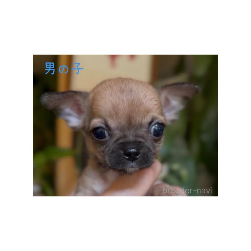 販売中の静岡県のチワワ(スムースコート)-452281の2枚目